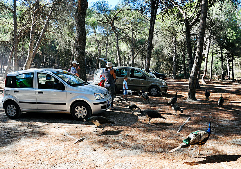 Plaka Forest on Kos in Greece.