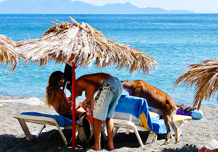 Beware of curious goats at the parking lot and down at Therma beach in Kos.