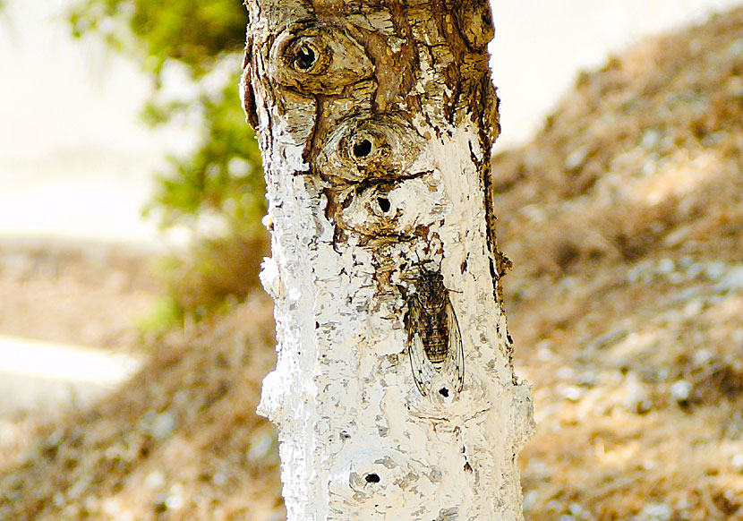 Playing cicadas in Greece and the Greek Islands.