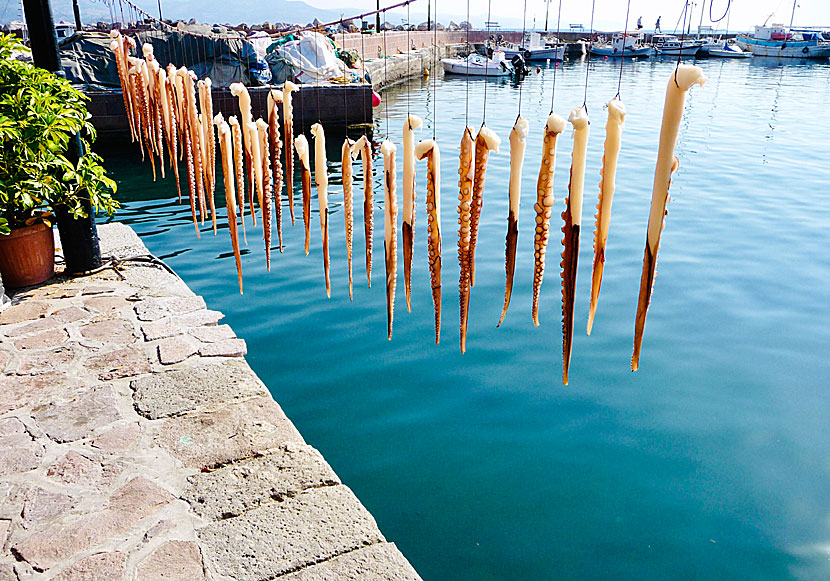 Outside The Octopus Restaurant in Molyvos, there are often hanging arms from octopuses.