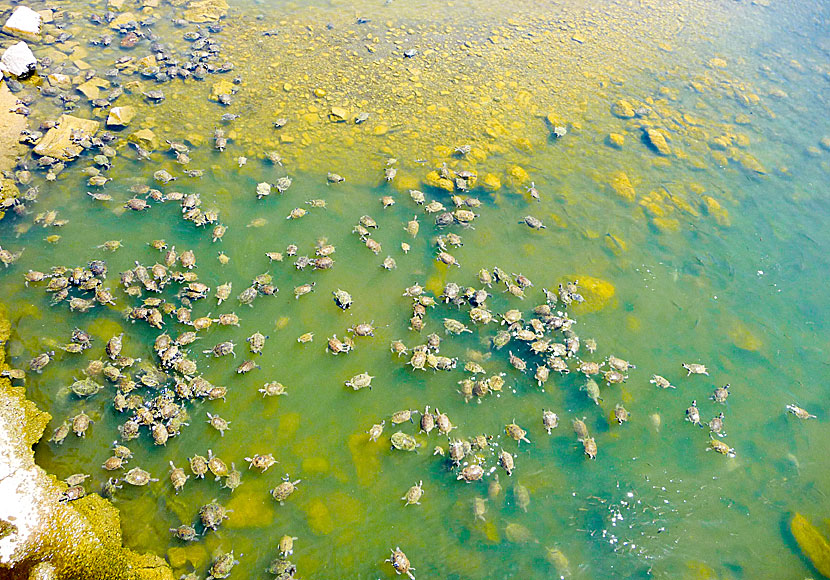 Turtles in Skala Eressos in Lesvos.