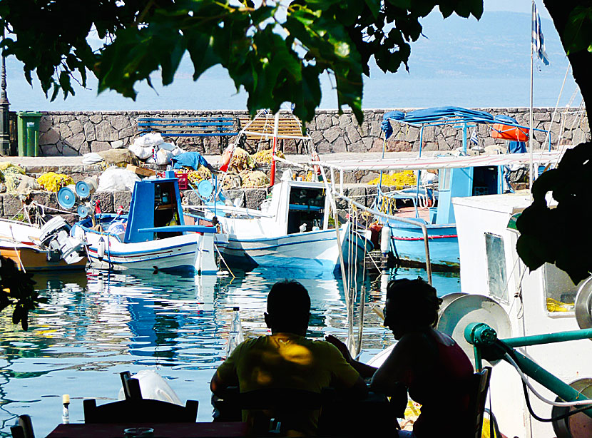 If there is anywhere on Lesvos you should eat fresh fish and seafood, it is in Skala Sikaminias