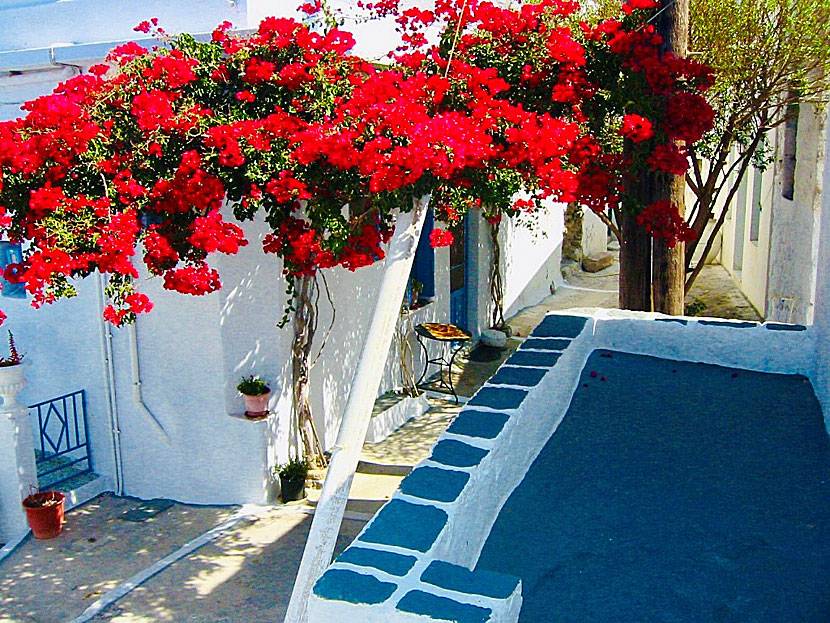 Bougainvillea on Milos.