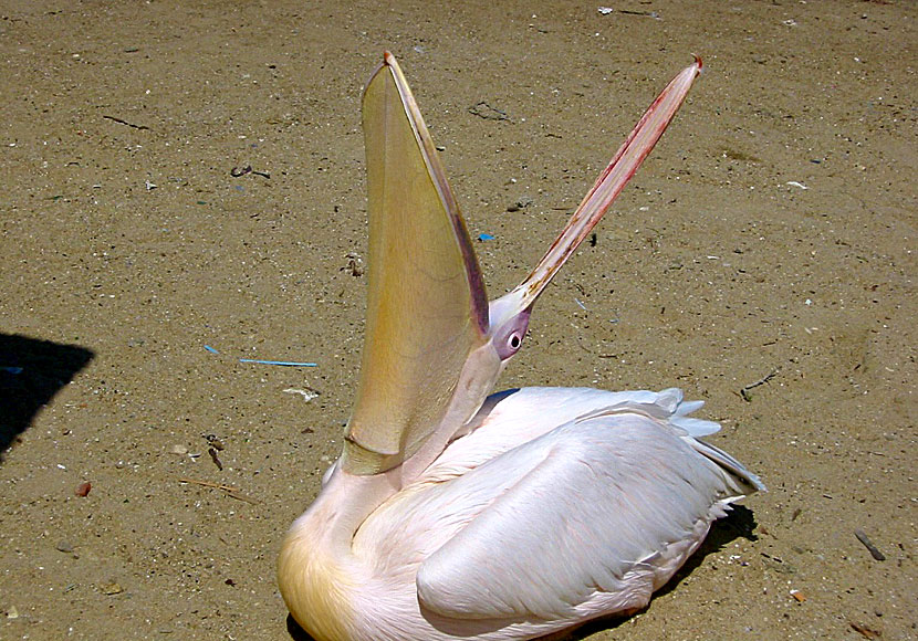 When Petros the pelican is hungry, he goes to the fish market in the harbor and begs for fish.