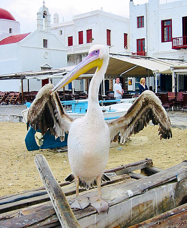 The Pelican Petros (Peter) in Mykonos Town.
