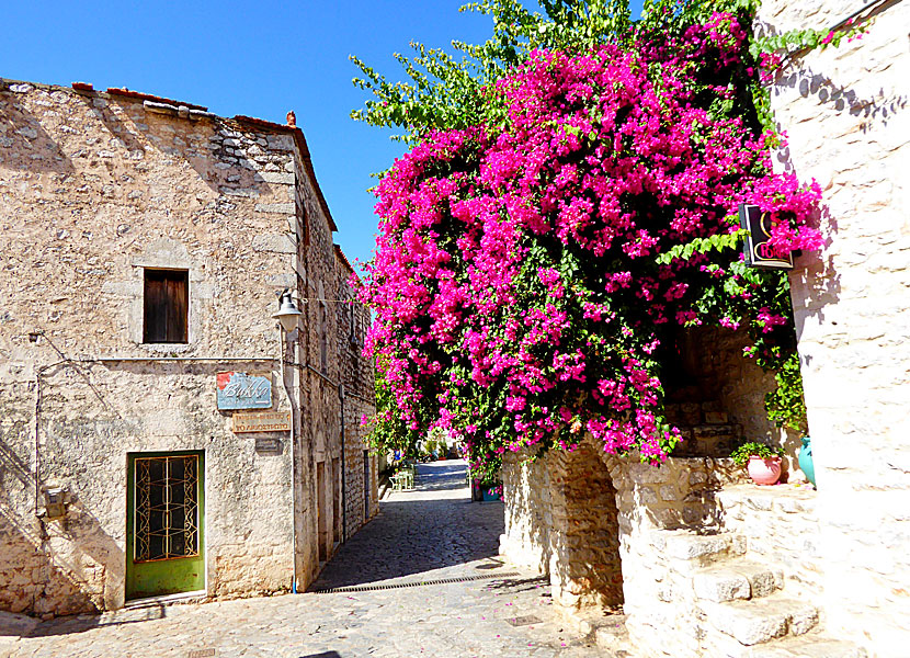 Bougainvillea in Aeropoli on Peloponnese in Greece.