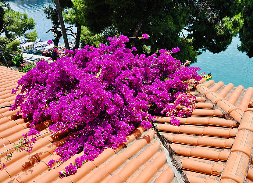 Bougainvillea in Patitiri on Alonissos in Greece.