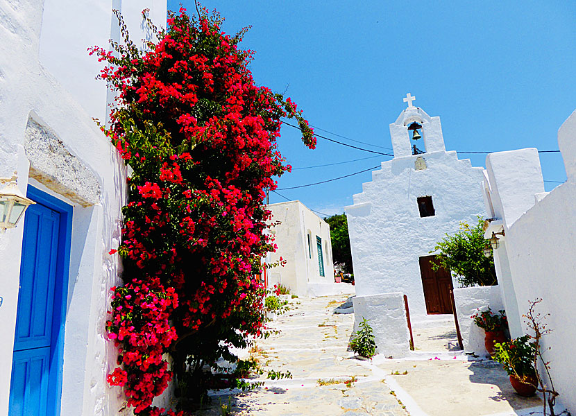 Bougainvillea in Chora on Amorgos in Greece.