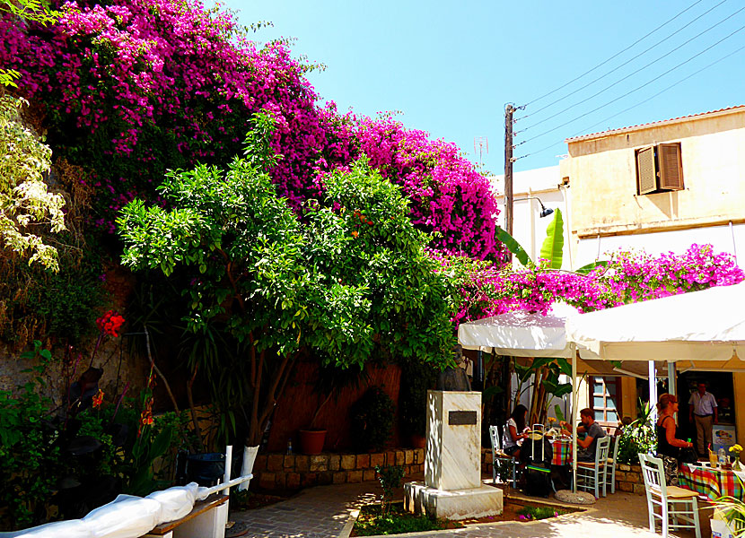 Bougainvillea in Chania in Crete.