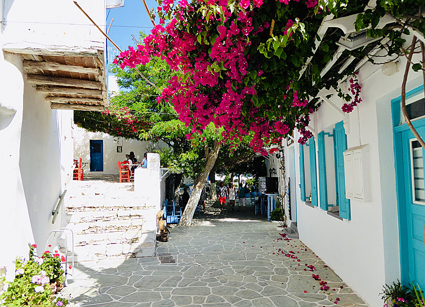 Bougainvillea in Chora on Folegandros in Greece.