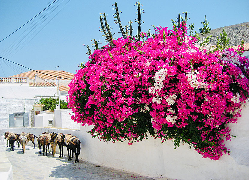 Bougainvillea in Hydra Town on Hydra in Greece.