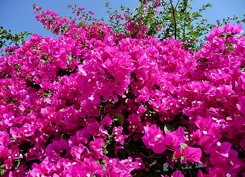 Bougainvillea in Chora on Ios in Greece.