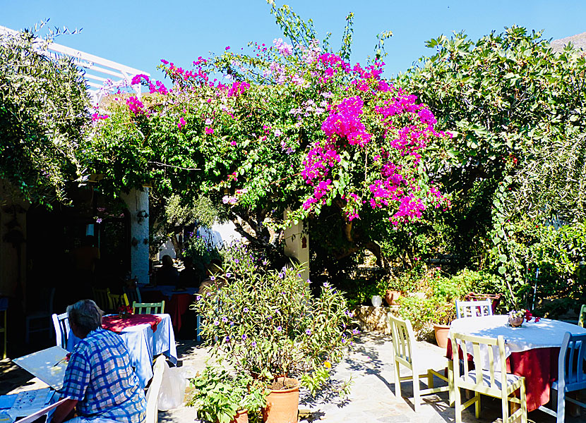 Bougainvillea in Emporios on Kalymnos in Greece.