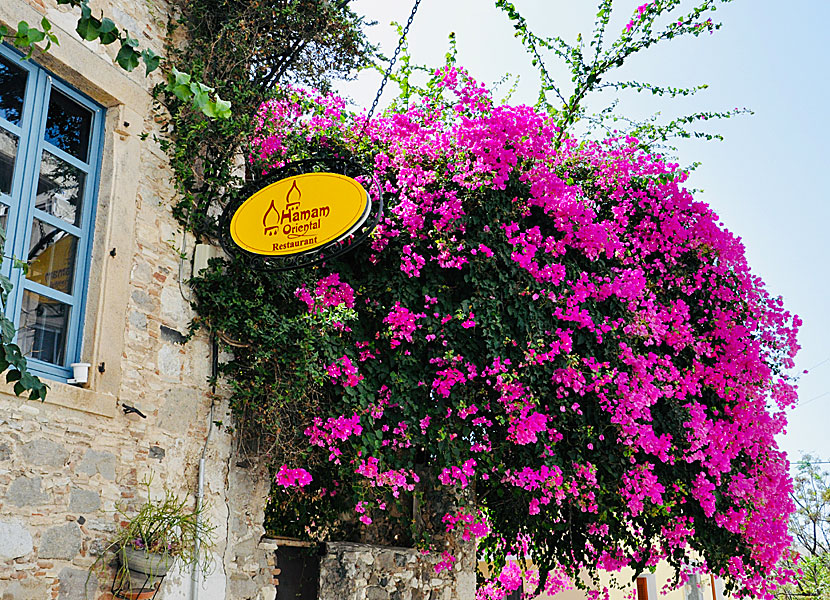 Bougainvillea in Kos Town in Kos in Greece.