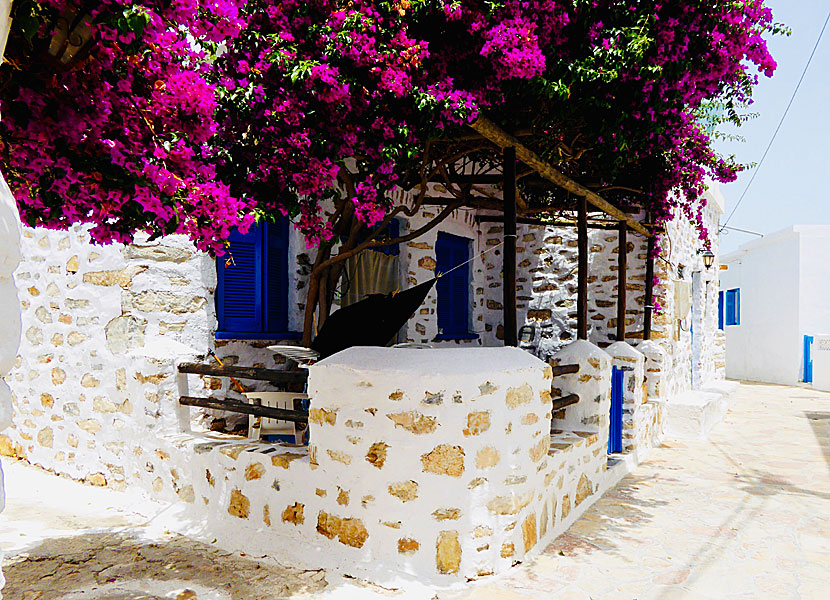 Bougainvillea in Chora on Koufonissi in Greece.