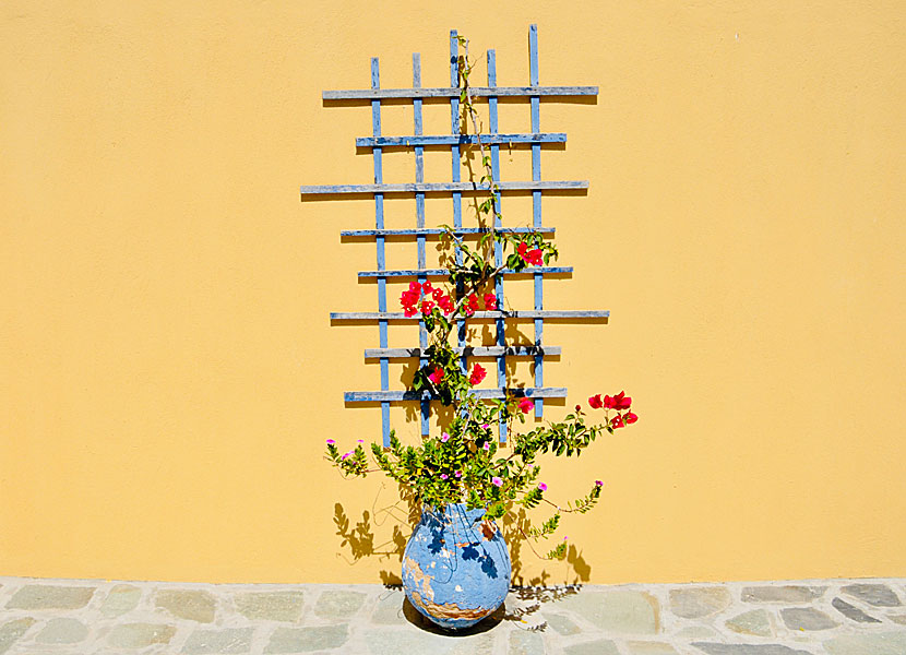 Bougainvillea in Mandraki on Nisyros in Greece.