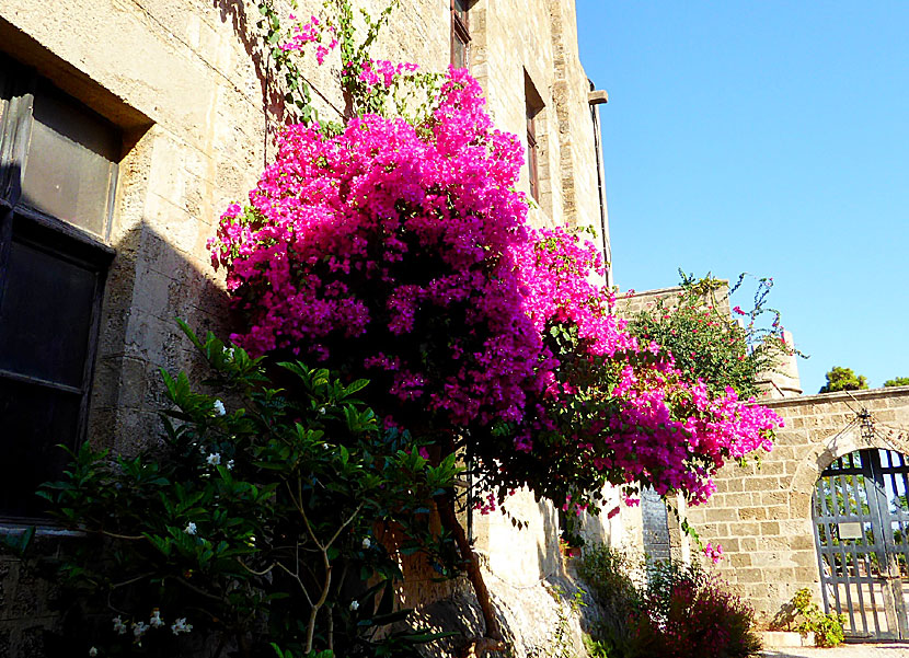 Bougainvillea in Rhodes old Town in Rhodes in Greece.