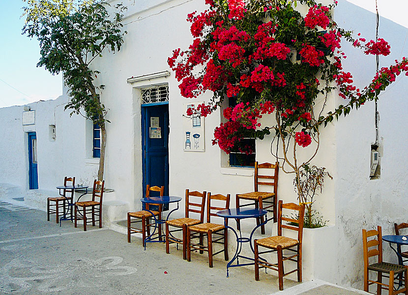 Bougainvillea in Chora on Schinoussa in Greece.