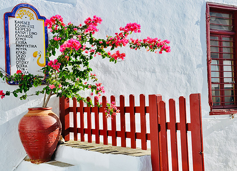 Bougainvillea in Apollonia on Sifnos in Greece.