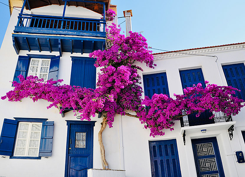 Bougainvillea in Skopelos Town on Skopelos in Greece.