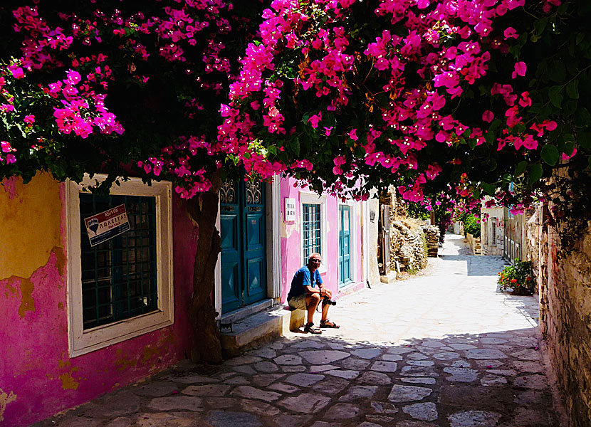 Bougainvillea in Ermoupolis in Syros in Greece.