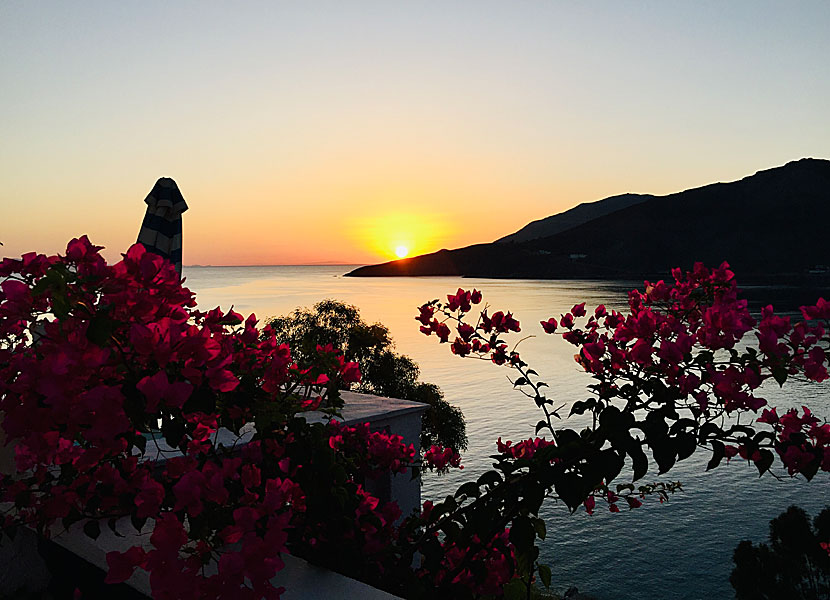 Bougainvillea in Livadia on Tilos in Greece.