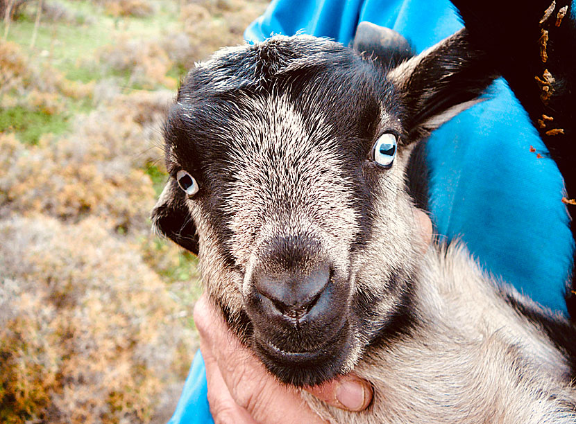 Goats with blue eyes on Naxos in Greece.