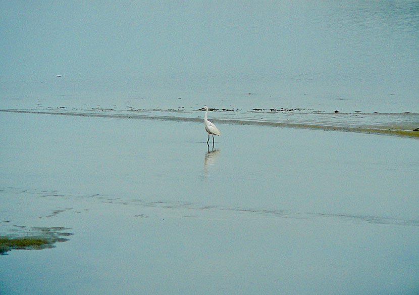 Bird watching at Lake Aliki on Naxos in Greece.