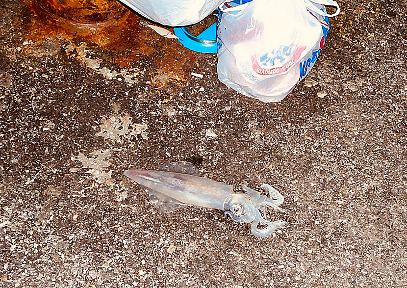 Eating fresh calamari on Naxos in Greece.