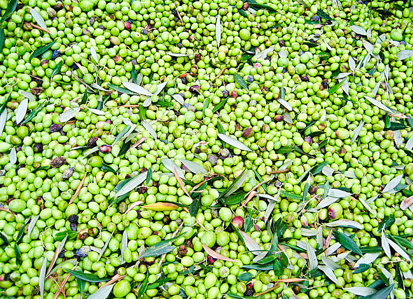 Olives from Greece before they are pressed and turned into olive oil.