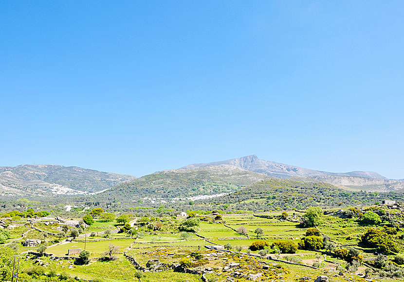 Hiking to Apiraranthos and Filoti in  Naxos.