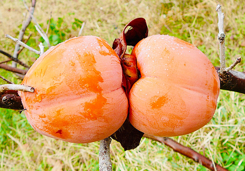 Lotus fruit from Greece that Odysseus' soldiers received from the Lotophagi and lost their memory and became happy.