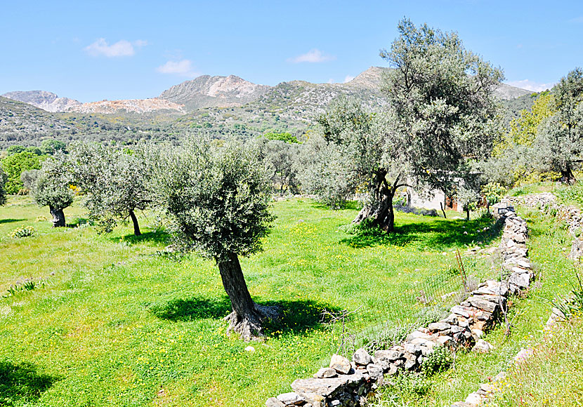 Hiking in Naxos.