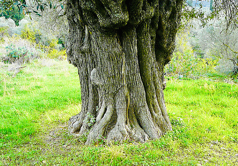 The olive groves outside the church of Panagia Damiotissa on Naxos grow ancient olive trees.