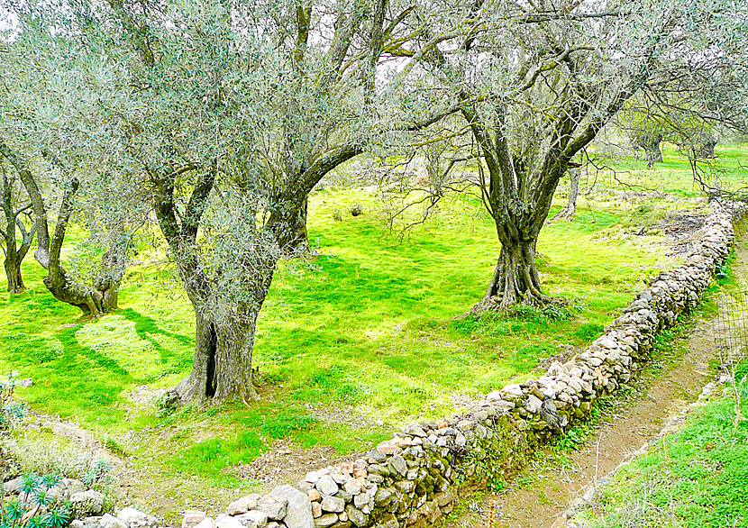 Hike through olive groves at the church of Panagia Damiotissa on Naxos.
