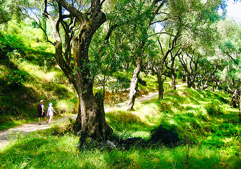 On a walk through the olive groves to Lichnos beach in Parga.