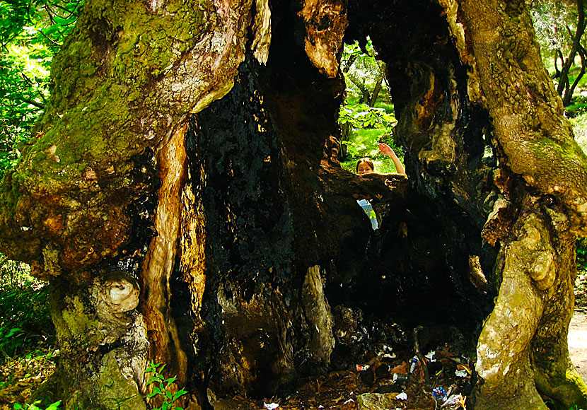 Olive trees in Parga.