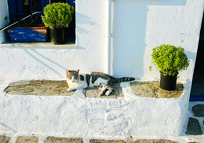 Cats on Paros in the Cyclades in Greece.
