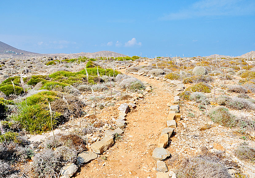 Sea onion, drimia maritima, urginea maritima on Paros in Greece.