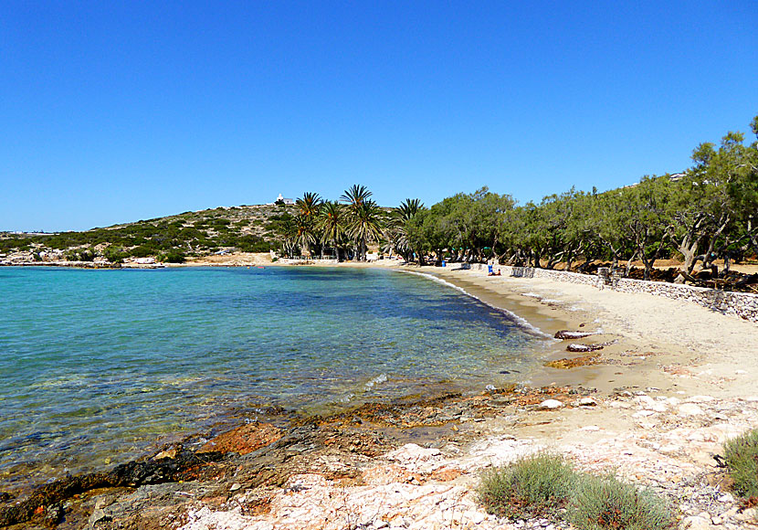Agia Irini palm beach in Paros.