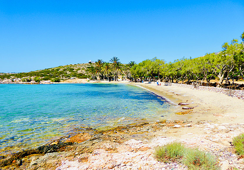 Agia Irini palm beach in Paros.