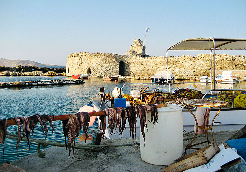 Octopuses in the Venetian fortress of Naoussa on Paros in the Cyclades.