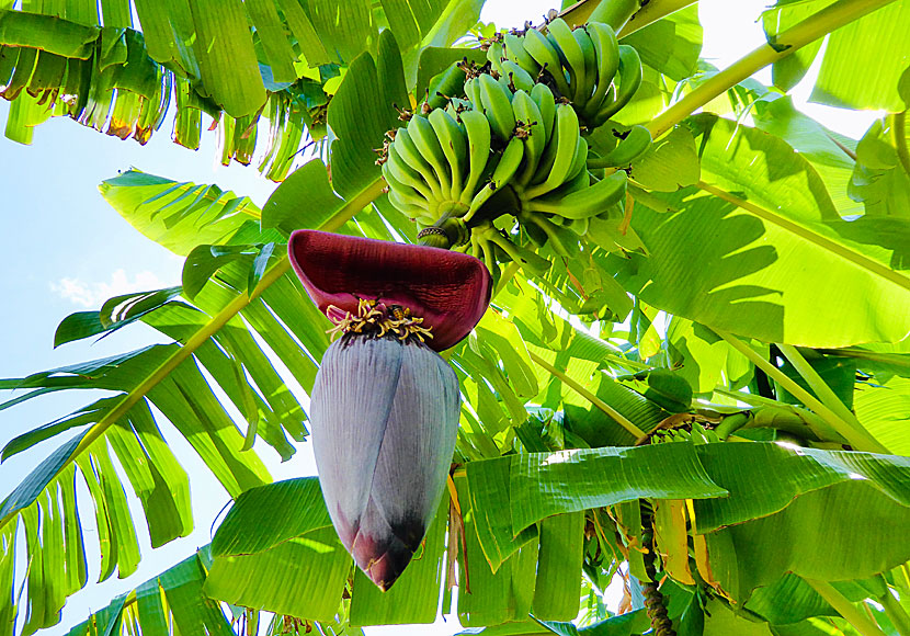 Banana trees and bananas on the Peloponnese in Greece.