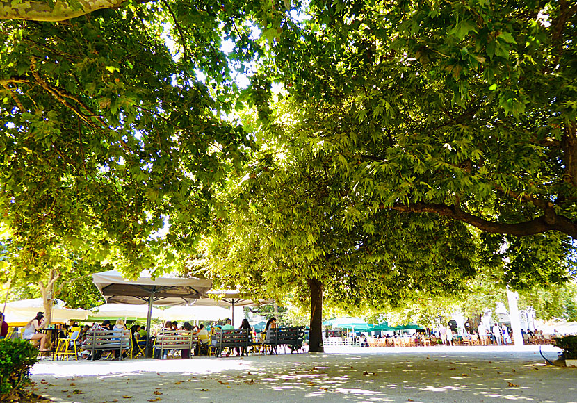 The plane trees in the square in Pylos that provide shade for the cafes.