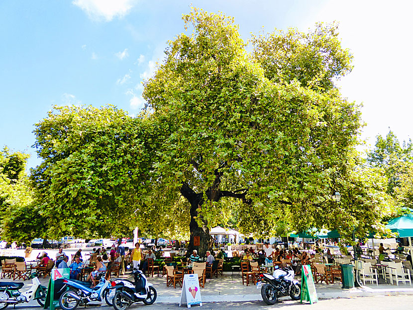 The plane tree planted by Iraklis Tsiklitiras who was mayor of Pylos between 1879 and 1895.