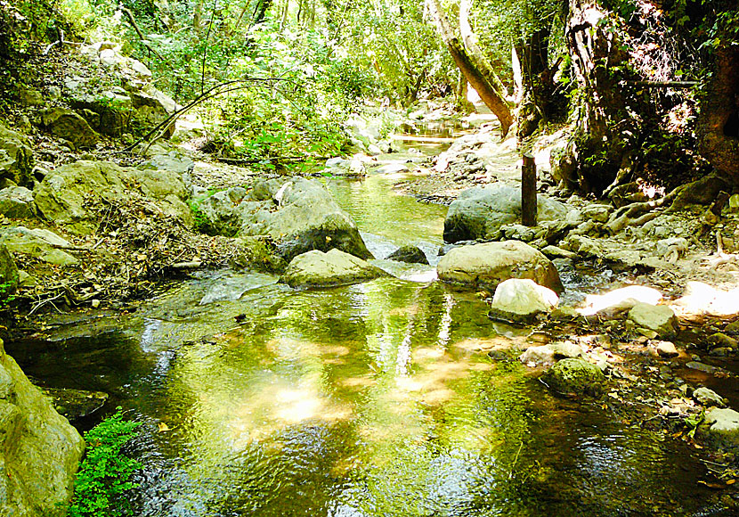 A small stream ripples along the path from Potami which is lined with old trees.