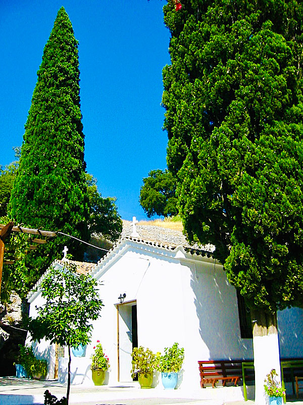 The green island of Samos is famous for its beautiful cypress trees.