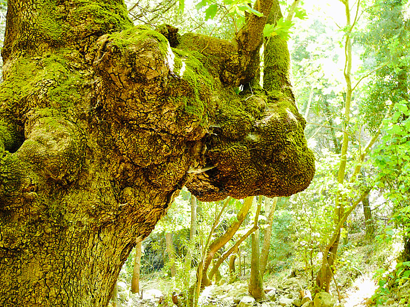 In the north of Samos grows the unusual tree beech, also called dwarf beech.