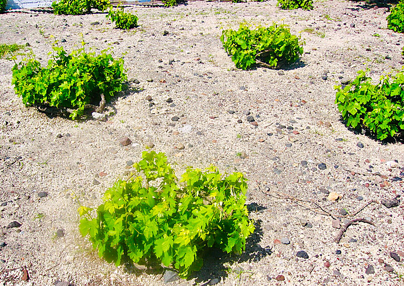 Assyrtiko. Grapes. Santorini.