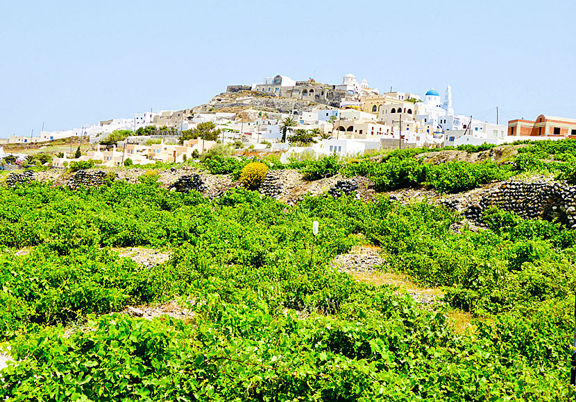 Winery under the village of Pyrgos in Santorini.